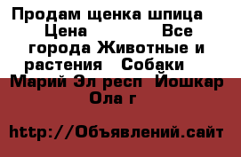 Продам щенка шпица.  › Цена ­ 15 000 - Все города Животные и растения » Собаки   . Марий Эл респ.,Йошкар-Ола г.